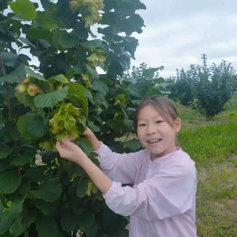 杀虫灯在榛子种植基地的应用